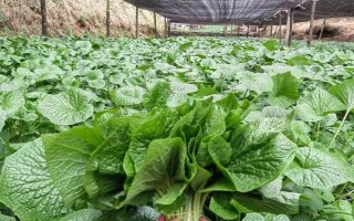 山葵的种植注意事项，要及时中耕除草