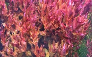 豹纹红蝴蝶溶叶的原因,可能是光照不足、水质过硬、水温过高等