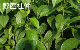 湖北郧西县有哪些特产，郧西野香椿是必选项