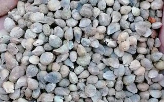 越夏菠菜死棵的原因与防治方法,可能是立枯病或枯萎病等导致的