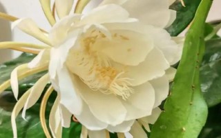 昙花一般在什么时候开,在每年的6-10月份开花