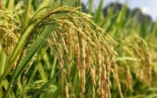 绿银占水稻种子特点,中抗纹枯病