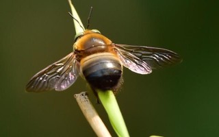 木蜂的种类,常见的有中华木蜂、竹木蜂、长木蜂等