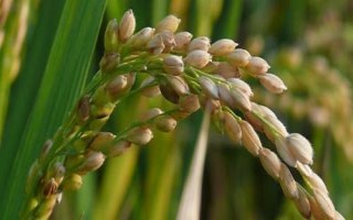 富禾稻1305水稻种子特点，粳型常规水稻品种