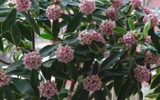 瑞香长粗的方法，需要在花期后进行修剪