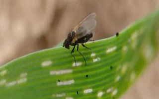 用白酒防治潜叶蝇效果好吗，不建议使用白酒来防治潜叶蝇