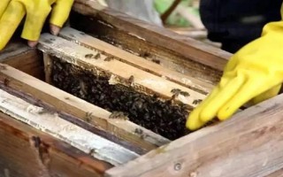 蜂群死了蜂王该怎么办,可介入新王