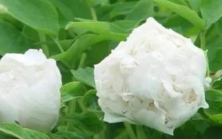 白牡丹的养殖方法，栽种后无需灌水