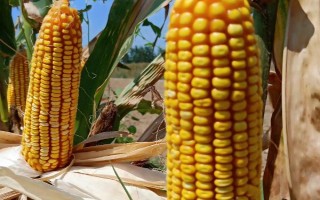 富友369玉米品种的特性，注意防治地下害虫