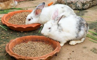 预防兔子感冒的方法，在兔舍中放置毛毯可供兔子御寒