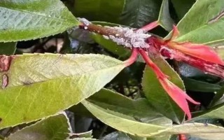 石楠树出现害虫能不能使用吡虫啉,受到金龟子的危害时可以用吡虫啉防治