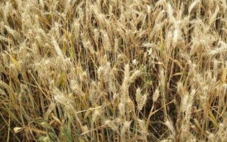 聊麦191小麦种子简介，每亩基本苗14-17万