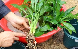 能否用椰糠种植白掌，保水和保肥性较好适合作为种植基质