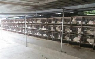 兔舍如何保温防寒,母兔繁殖舍应建立保温室