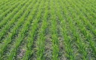 旺嘉麦2号小麦品种简介，播期