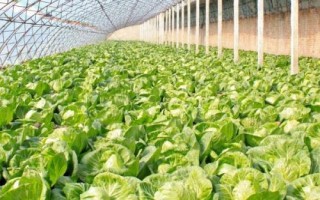 怎么防治大棚蔬菜缺素症，需根据实际缺素情况采取对应措施