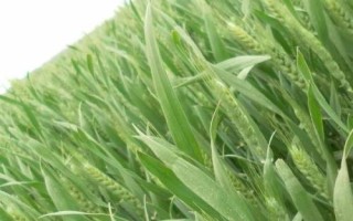 泰科麦34小麦种子特点，适宜播期10月5～15日