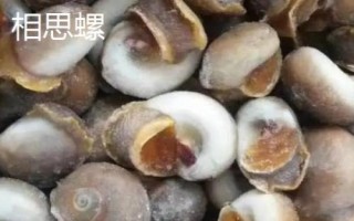 江苏南通市如东县的特产，如东条斑紫菜畅销各地