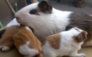 荷兰猪是否会携带狂犬病毒,荷兰猪不会携带狂犬病毒