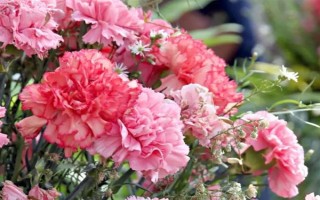 哪些花卉代表思念已故的亲人，常见菊花、康乃馨、白百合等品种