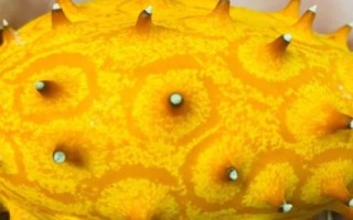 火参果是什么季节的水果，是夏秋季节的水果