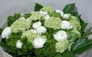 绿牡丹的简介，属于名贵的牡丹品种