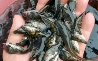 养殖鳜鱼的条件,池塘水源要充足、干净、温度适宜