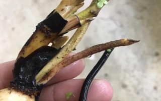 一节藕能不能发芽,只要藕上带有健康的藕节便可发芽