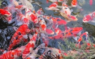 蝴蝶鲤能和什么鱼混养,可以选择锦鲤、龙鱼和龙虎魟鱼