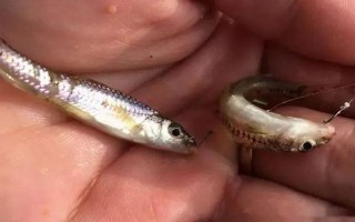 钓黄鳝的适宜钩型，黄鳝钩最好用