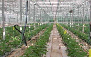 农村种植什么市场潜力大,这几个项目很有钱途