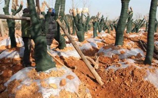 新嫁接果树苗越冬技术，土壤结冻前涂刷或洒在果苗上