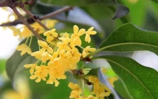 山桂花的繁殖方法，可选择播种法、嫁接法、扦插法等