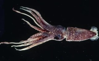 鱿鱼是哪种动物，是枪乌贼科软体动物