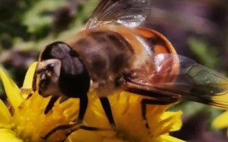 蜜蜂毒刺钻进肉里会消失吗，不会自行消失需及时取出