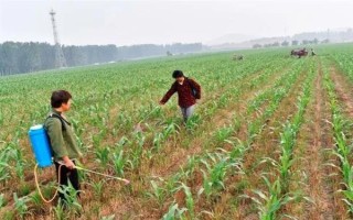 玉米苗后除草剂几天见效，5-7天左右见效