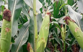 华农866玉米种子特点，机械或人工播种