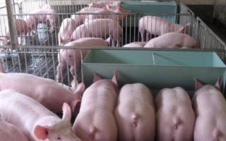 猪为什么会食欲不振及如何处理，可增喂青绿饲料或更改饲料配方