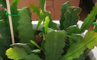种植令箭荷花的方法,栽植后压实根部周围的土壤