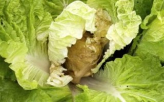 白菜腐烂的原因,根腐病、水腐、肥腐及虫害都会导致