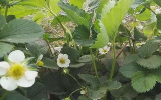草莓光长藤蔓不开花的原因,可能是养分过量或温度过高