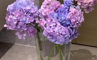 绣球花的品种，常见的有阿尔彭格卢欣、红帽等