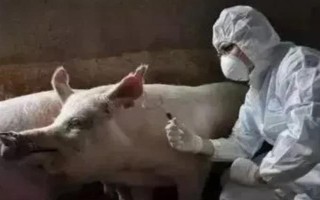 猪用林可霉素加头孢能治疗哪种病,猪咳嗽时不清楚发病原因便可使用