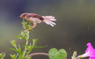 喇叭花早上开晚上闭的原因,是因为中午的温度较高会带走水分
