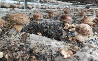 如何预防香菇畸形，需因地制宜选用合适的品种