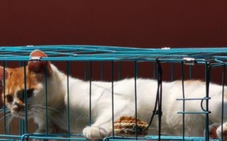 猫咪有哪些应激反应,受到惊吓后一般会表现出来