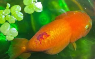 兰寿鱼的养殖方法，要定期换水