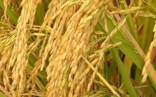 荃优822水稻品种的特性,每亩1.2~1.5万穴