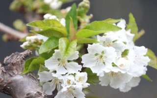 樱桃开花不结果如何处理，采取的措施取决于发生原因