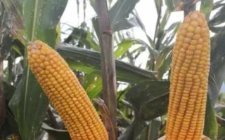 金糯66玉米种子简介，灌浆中后期防治红蜘蛛等